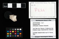Foto (Objekt + Etikett) von Decapoda indet.  (NHMW-GEO-2014-0194-0626)